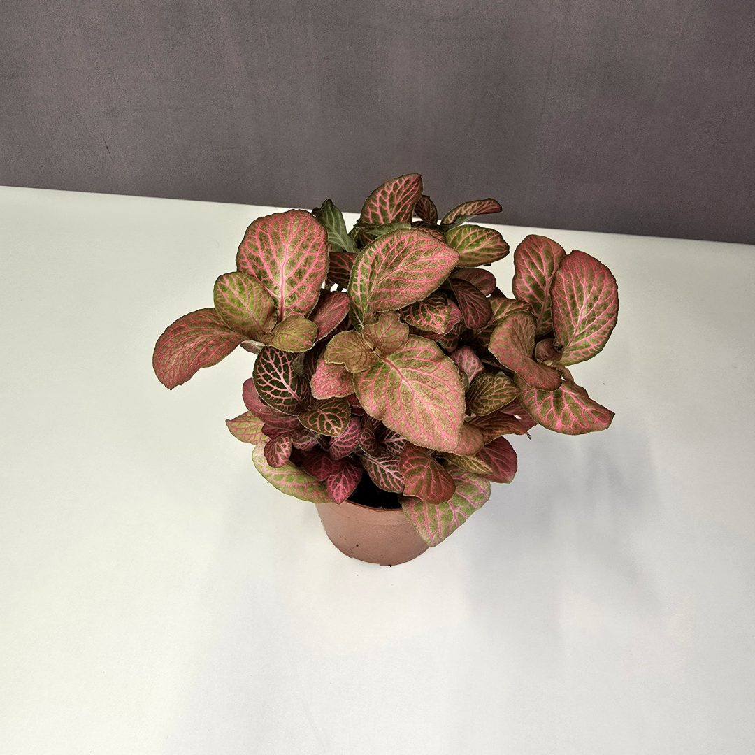 Fittonia - világos rózzaszín erezetes 8/10