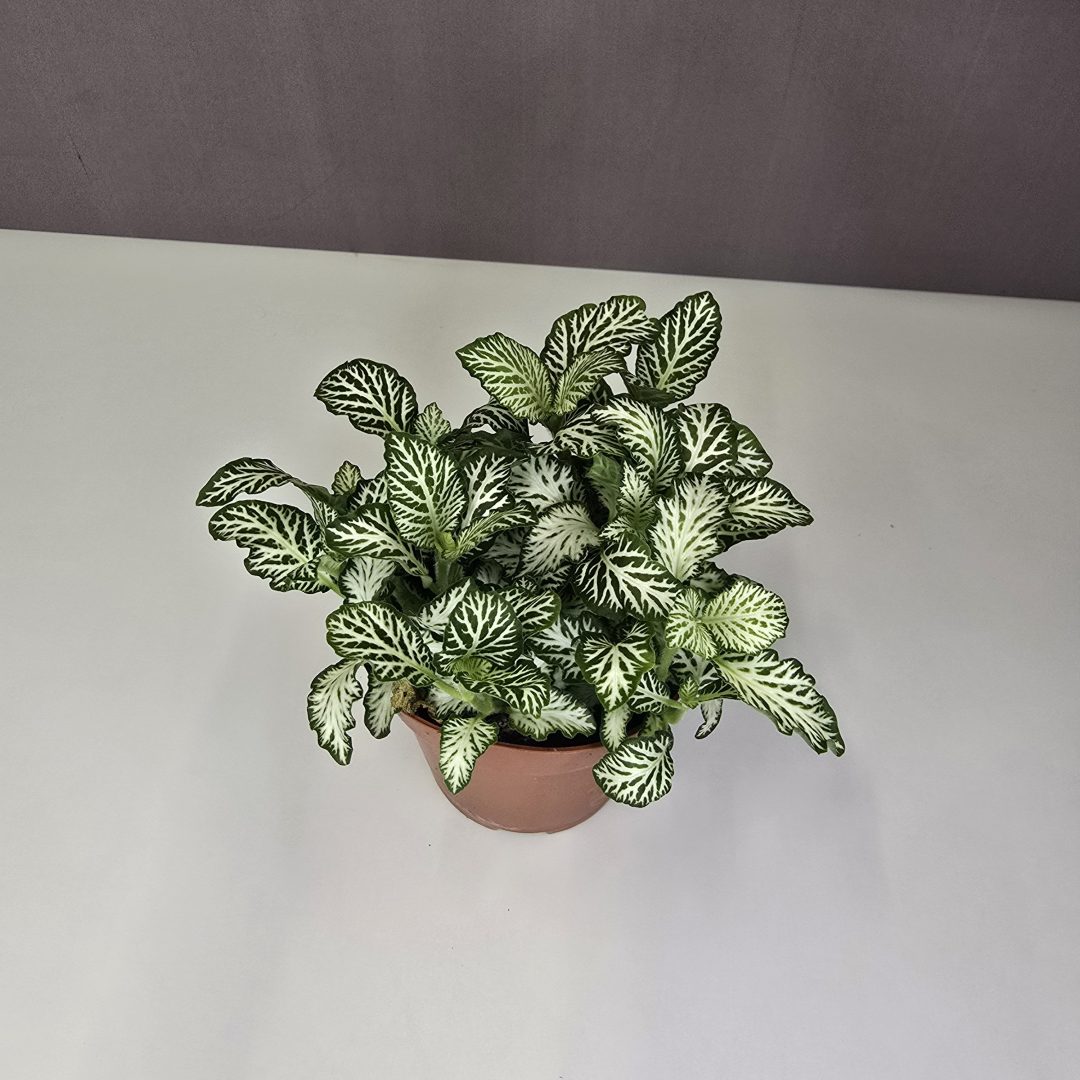 Fittonia mosaic „White forest flame” 8/10