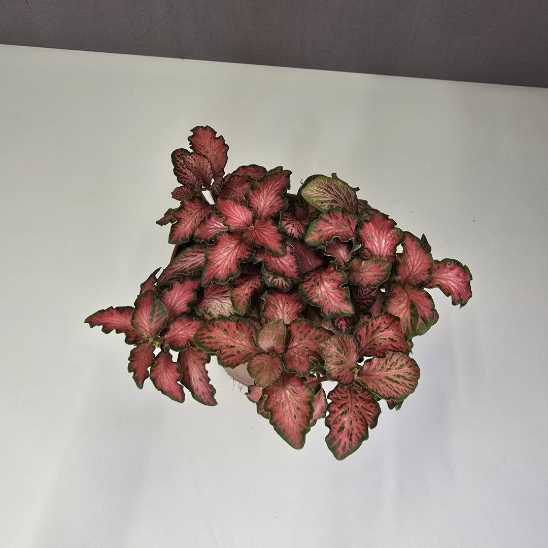 Fittonia - vörös erezetes 8/10