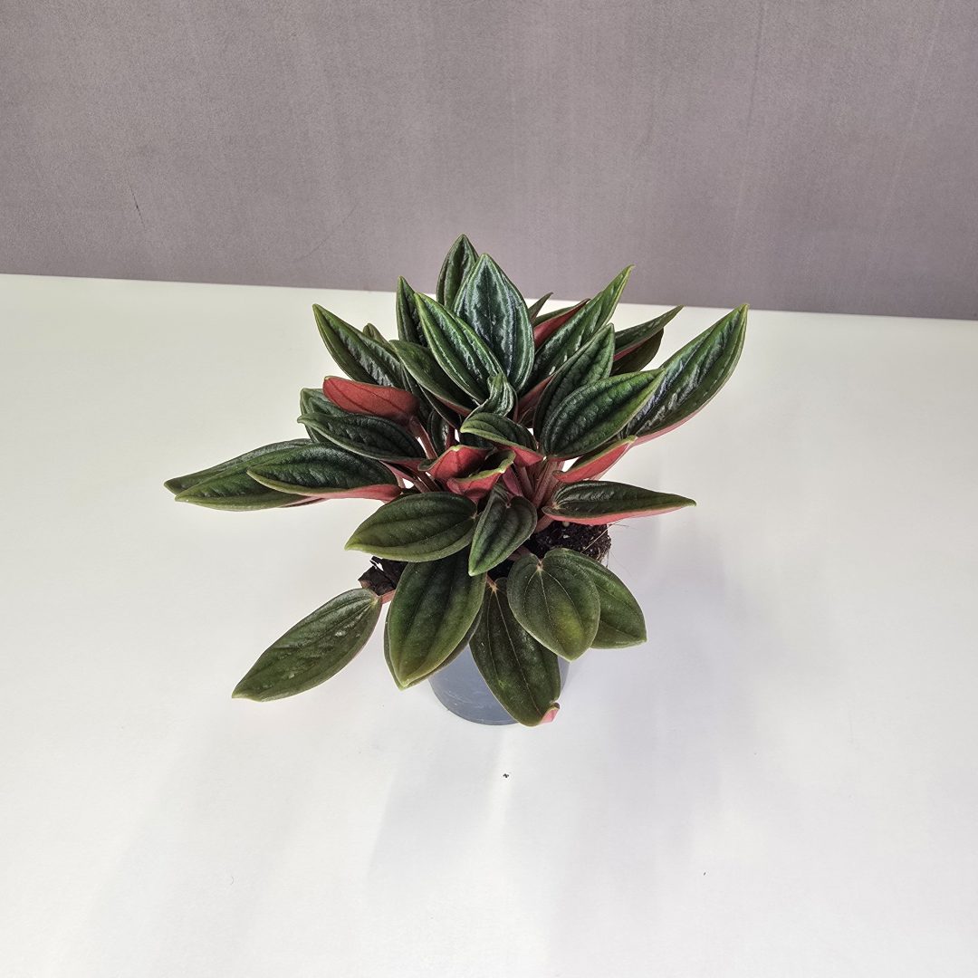 Peperomia Rosso mini 5/10