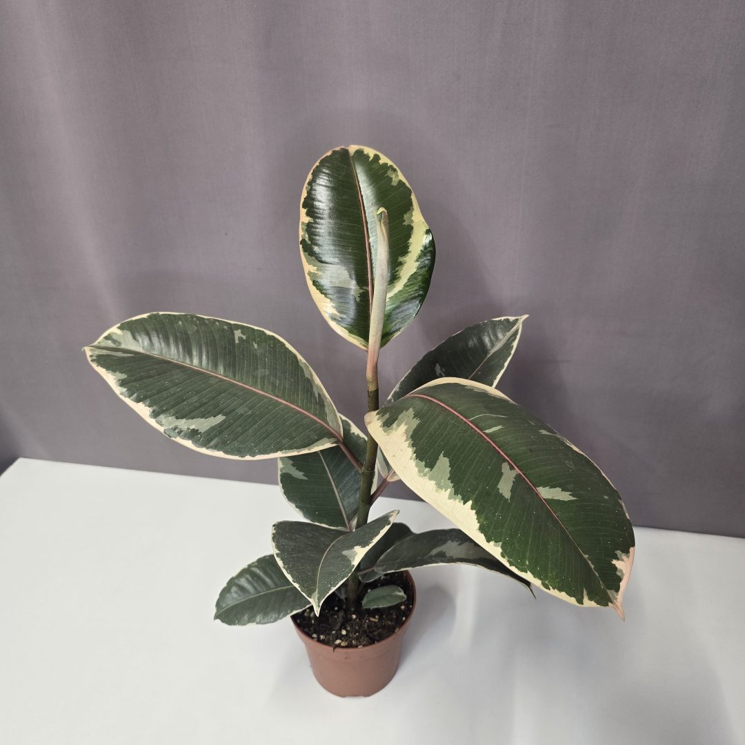 Ficus elastica 'Tineke' 12/35