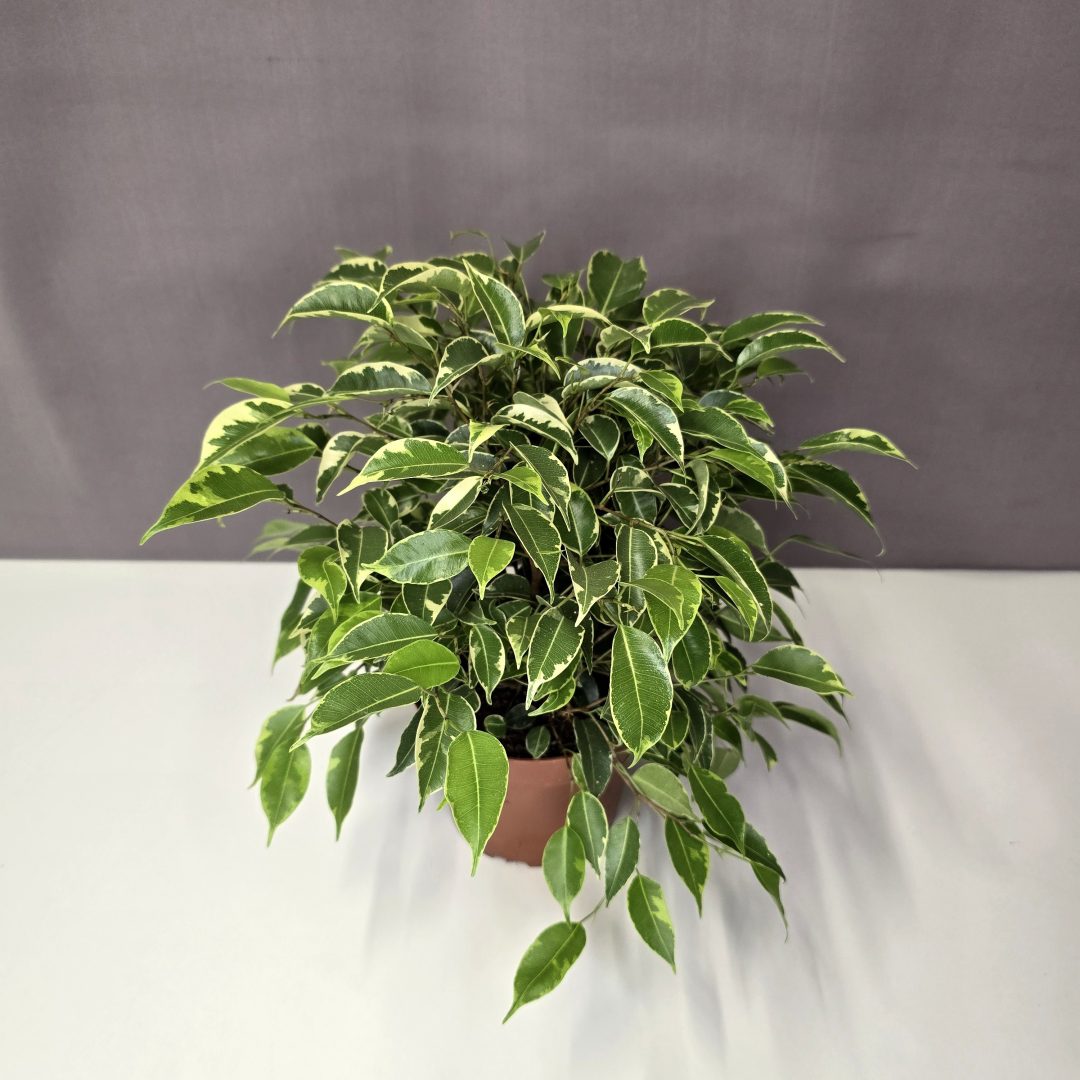 Ficus Kinky 12/30