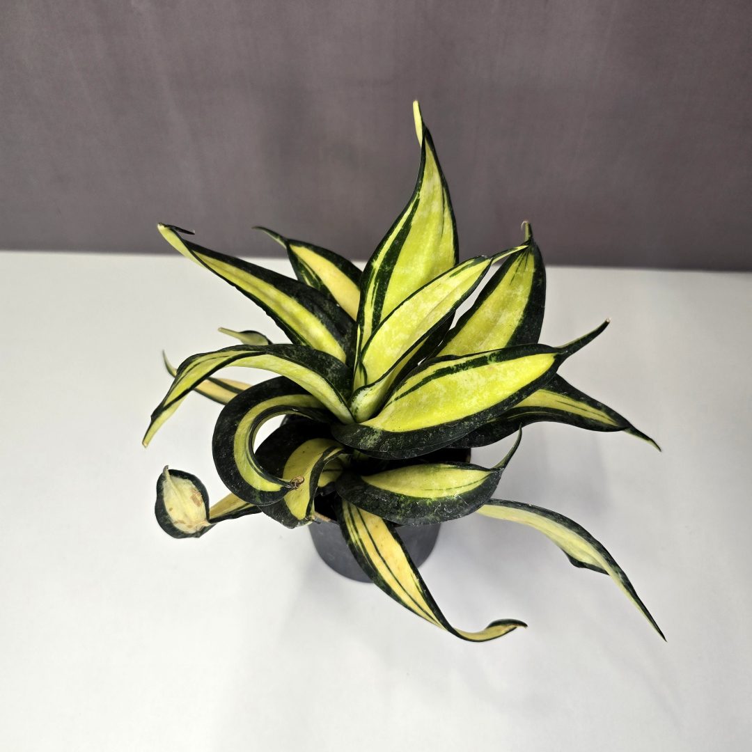 Sansevieria hahnii 'Curly Galaxy' 9/30