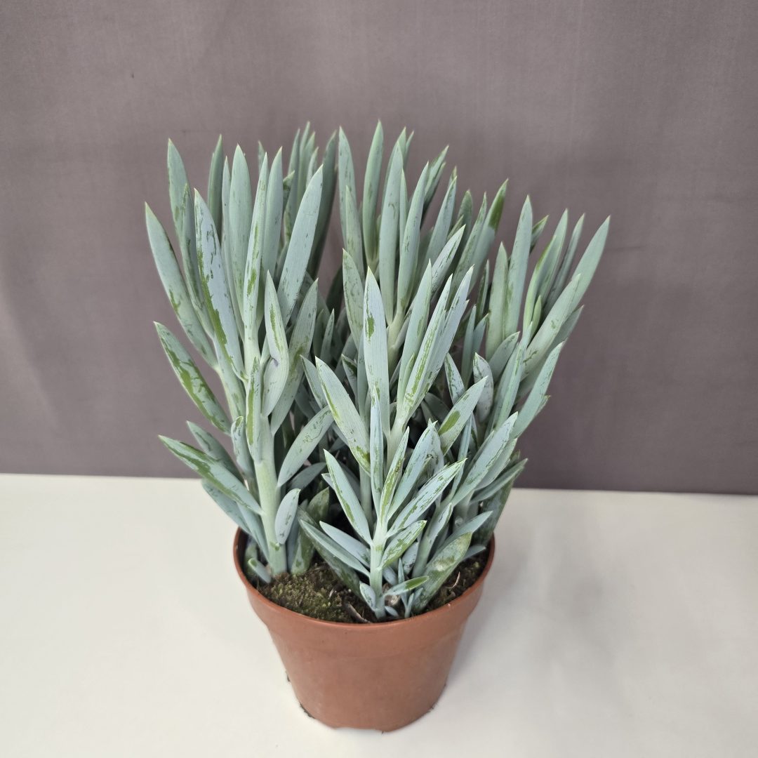Senecio ficoides 'Mount Everest' 14/40