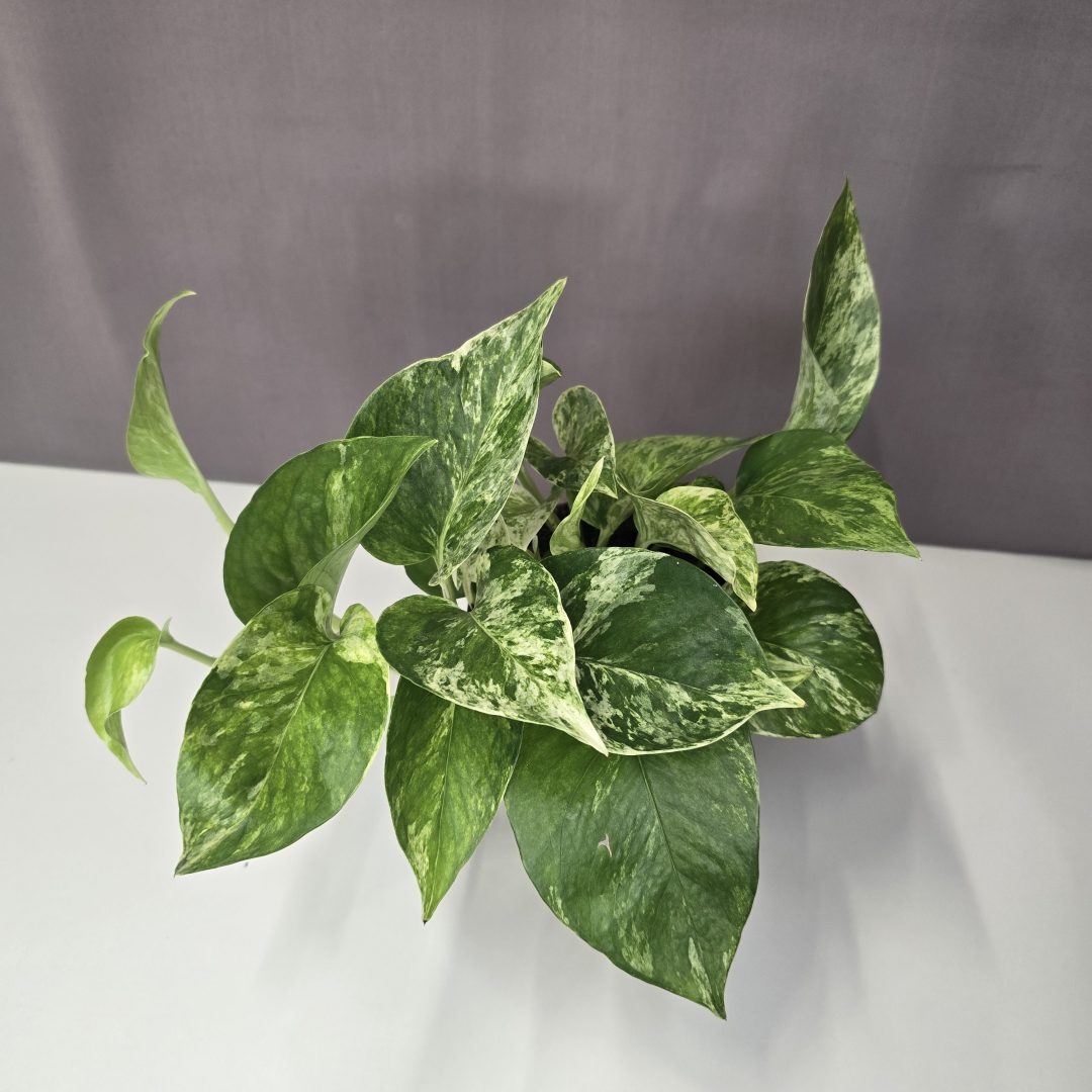 Epipremnum aureum 'Marble Queen' 12/30