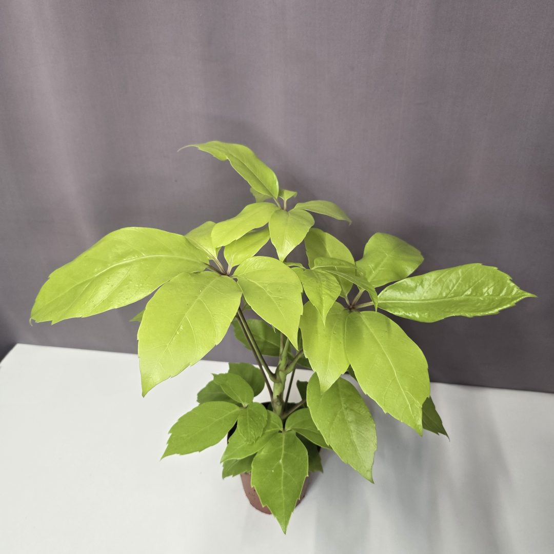 Schefflera actinophylla 'Golden Amate' 12/40