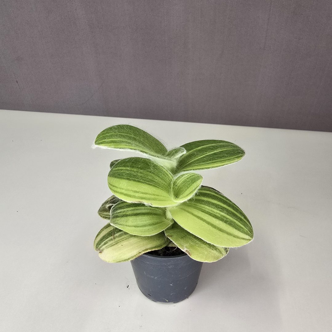 Tradescantia sillamontana 'Variegata' mini 6/10