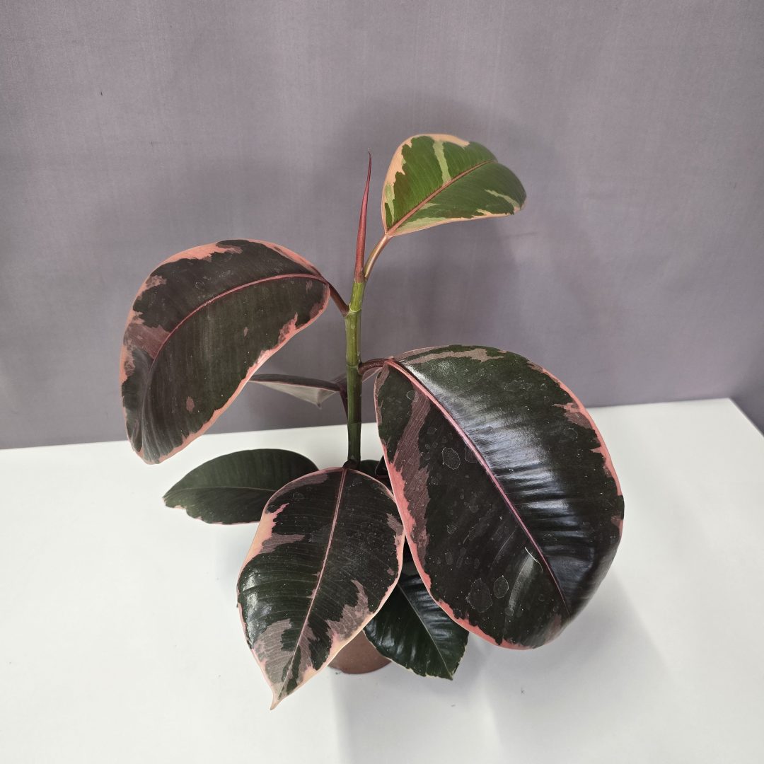 Ficus elastica 'Ruby' 12/30