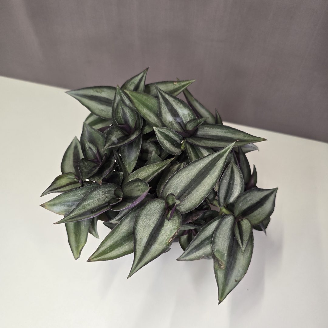 Zebrapletyka - Tradescantia zebrina 12/20