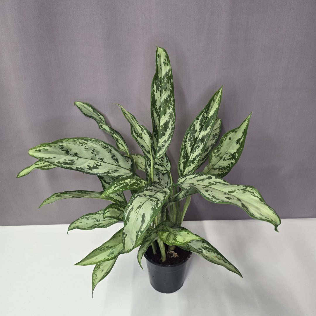 Aglaonema commutatum 'Silver Queen' 12/40