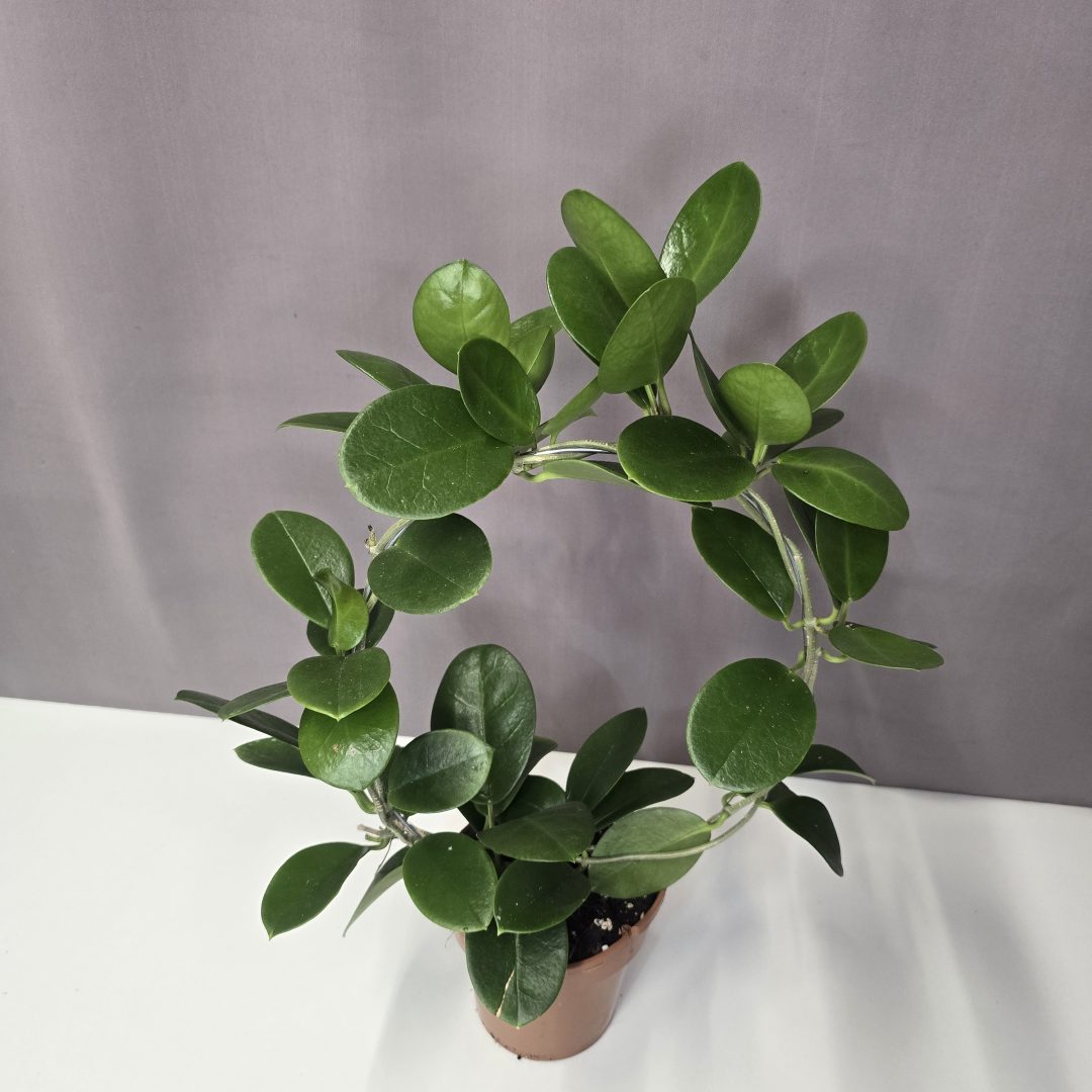 Hoya australis 12/40