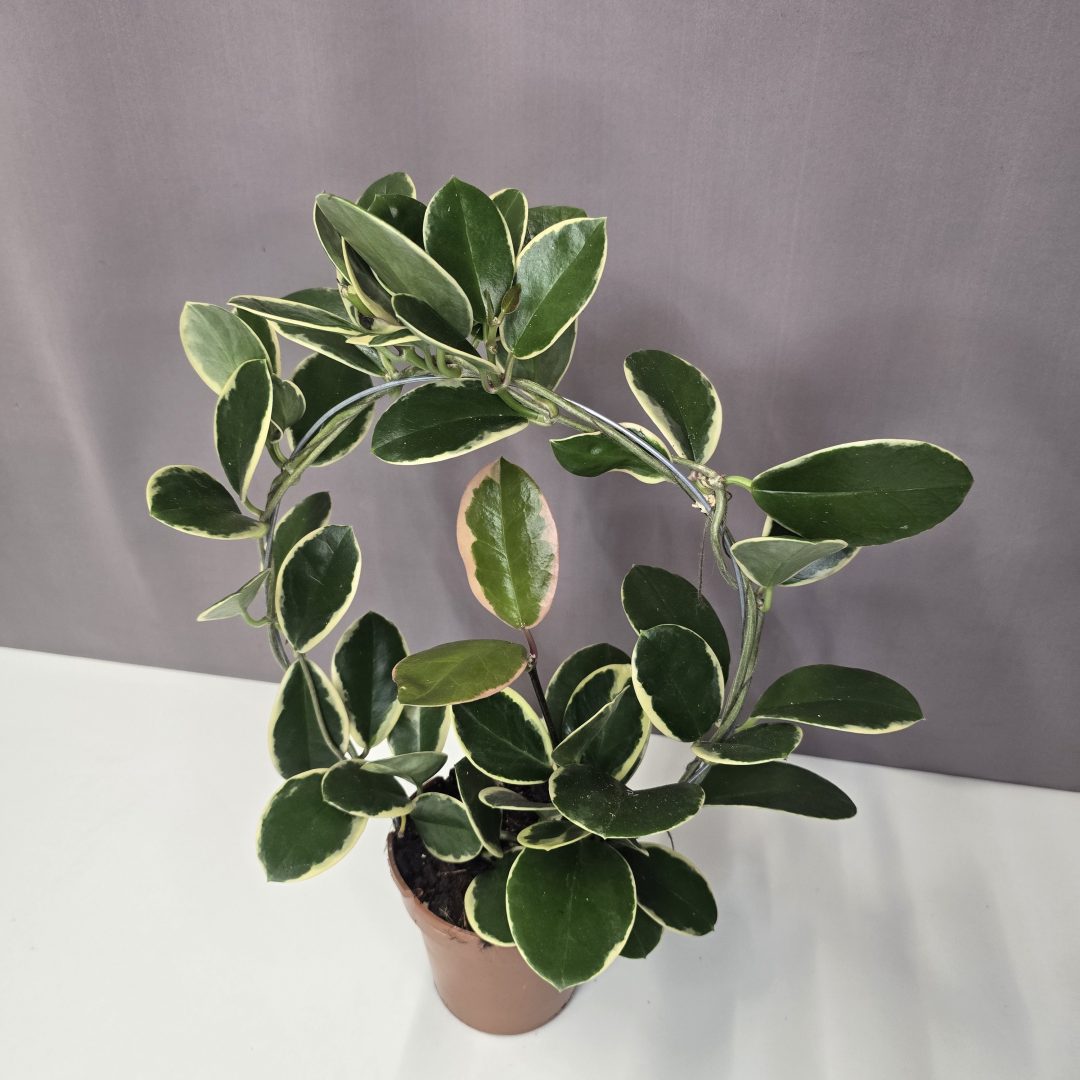 Hoya australis 'Blondie' 12/40