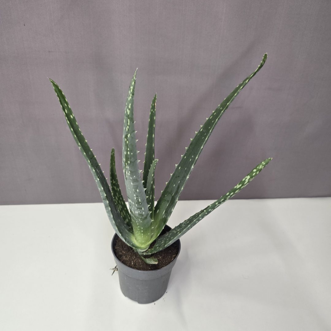 Aloe vera 10/30