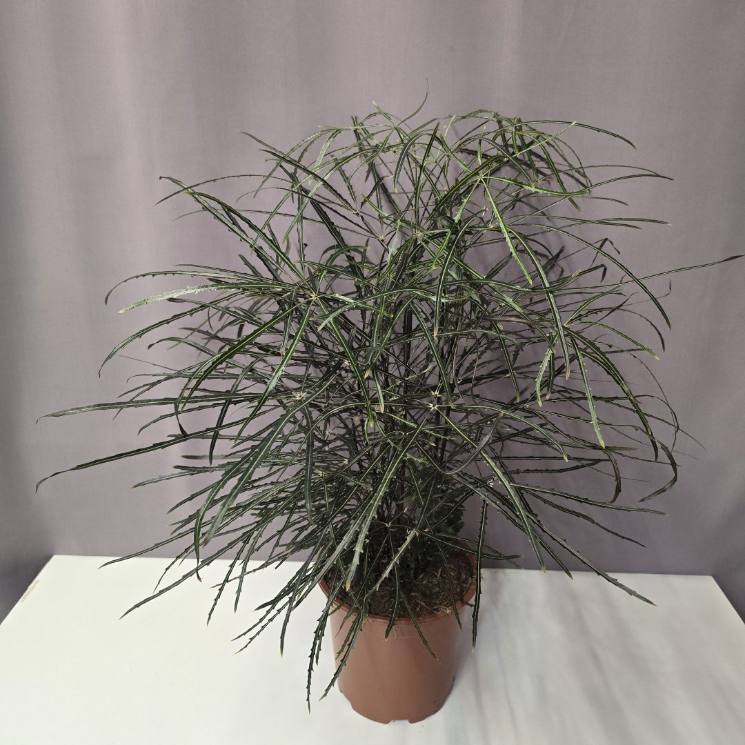 Schefflera elegantissima 21/80