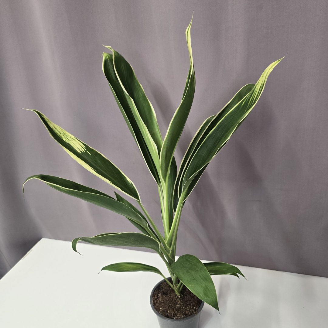 Cordylene 'Conga' 12/50