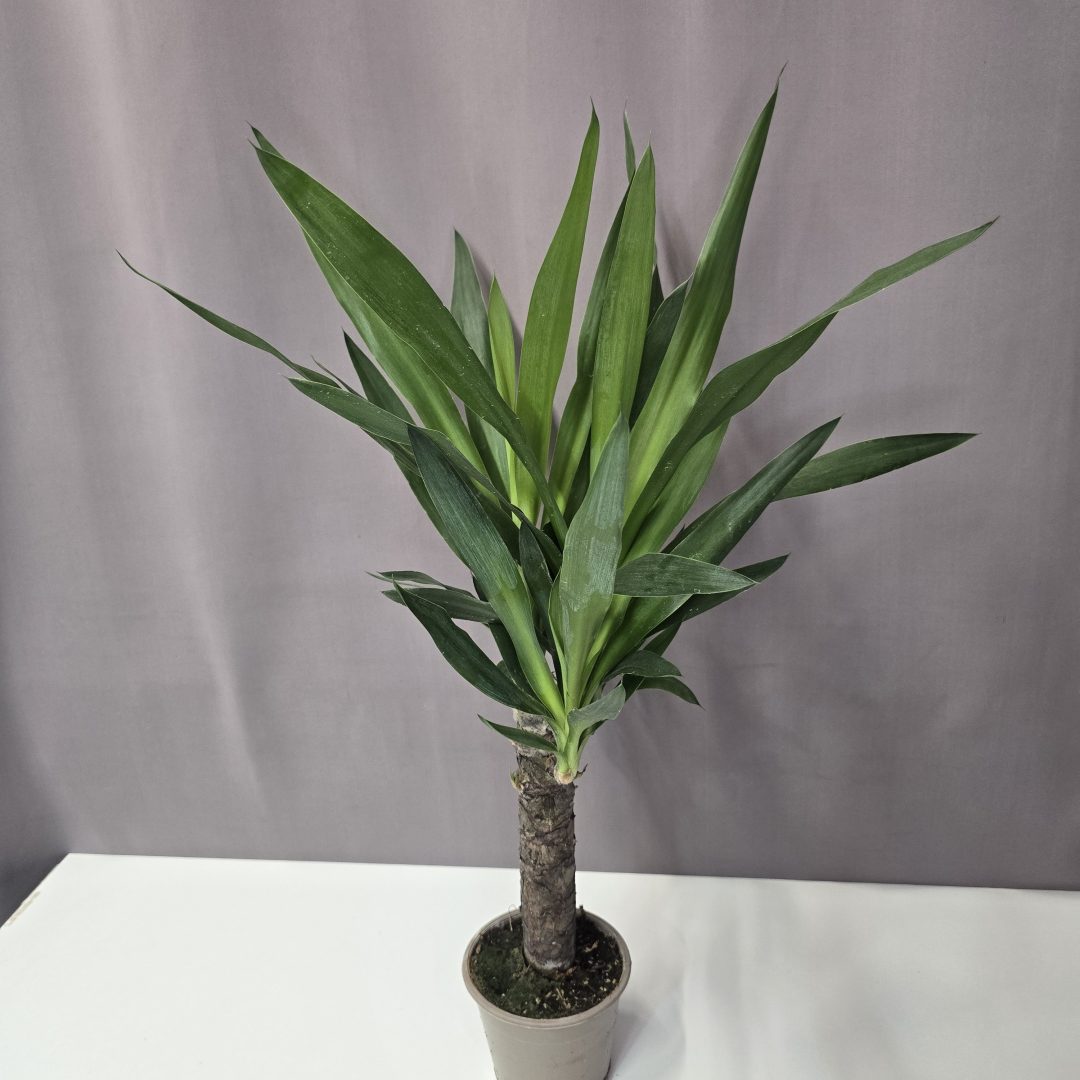 Yucca elephantipes 12/50