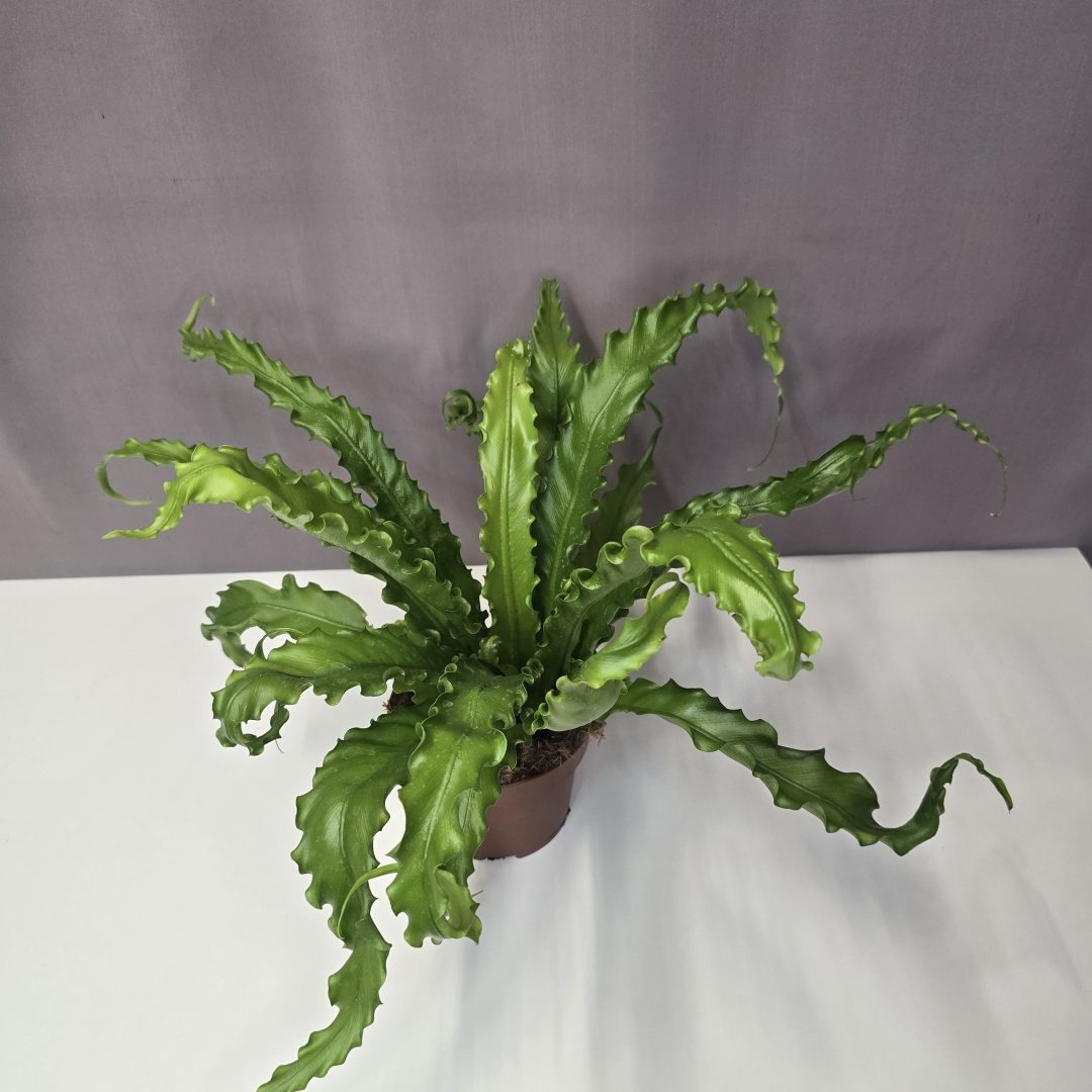 Asplenium Osaca 12/30