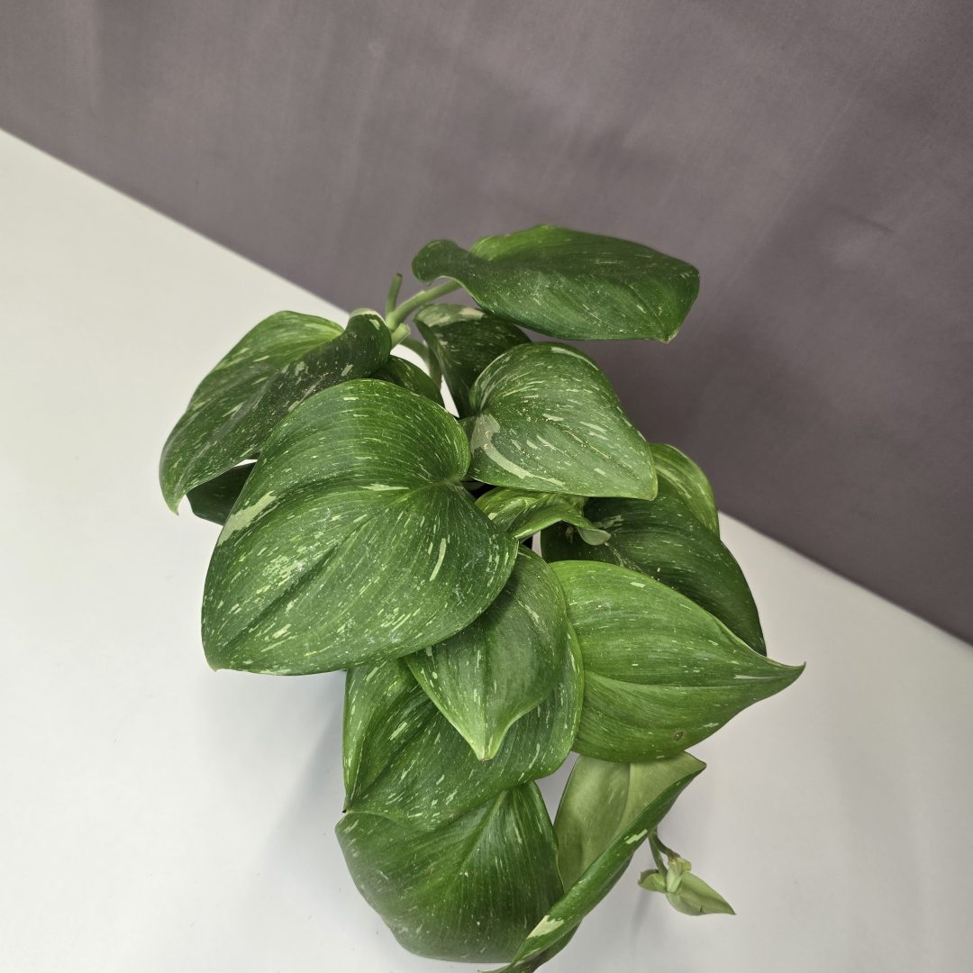 Scindapsus ‘Rubicon’ 12/25