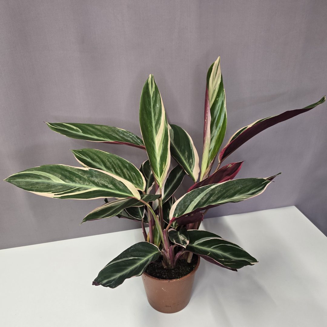 Stromanthe sanguinea 'Triostar' 14/40