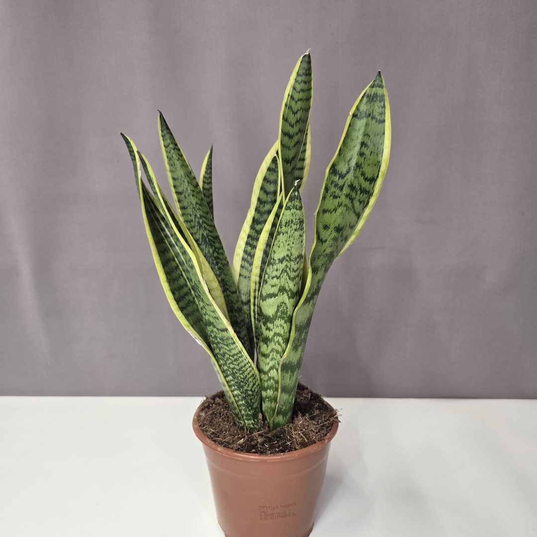 Sansevieria trifasciata 'Laurentii' 14/35