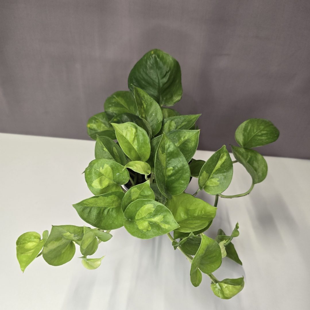 Epipremnum aureum "Global green" 12/25