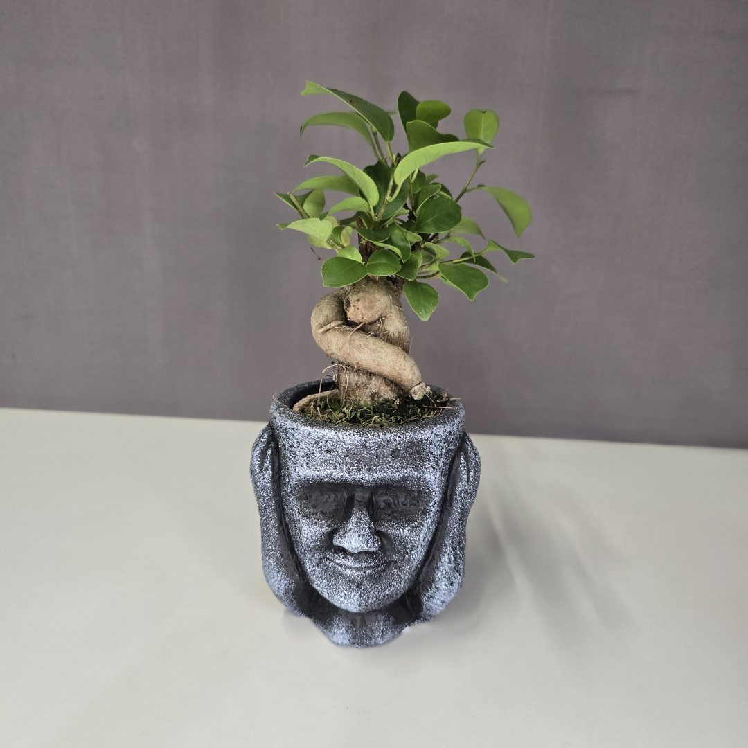 Ficus Ginseng kerámia kaspóban
