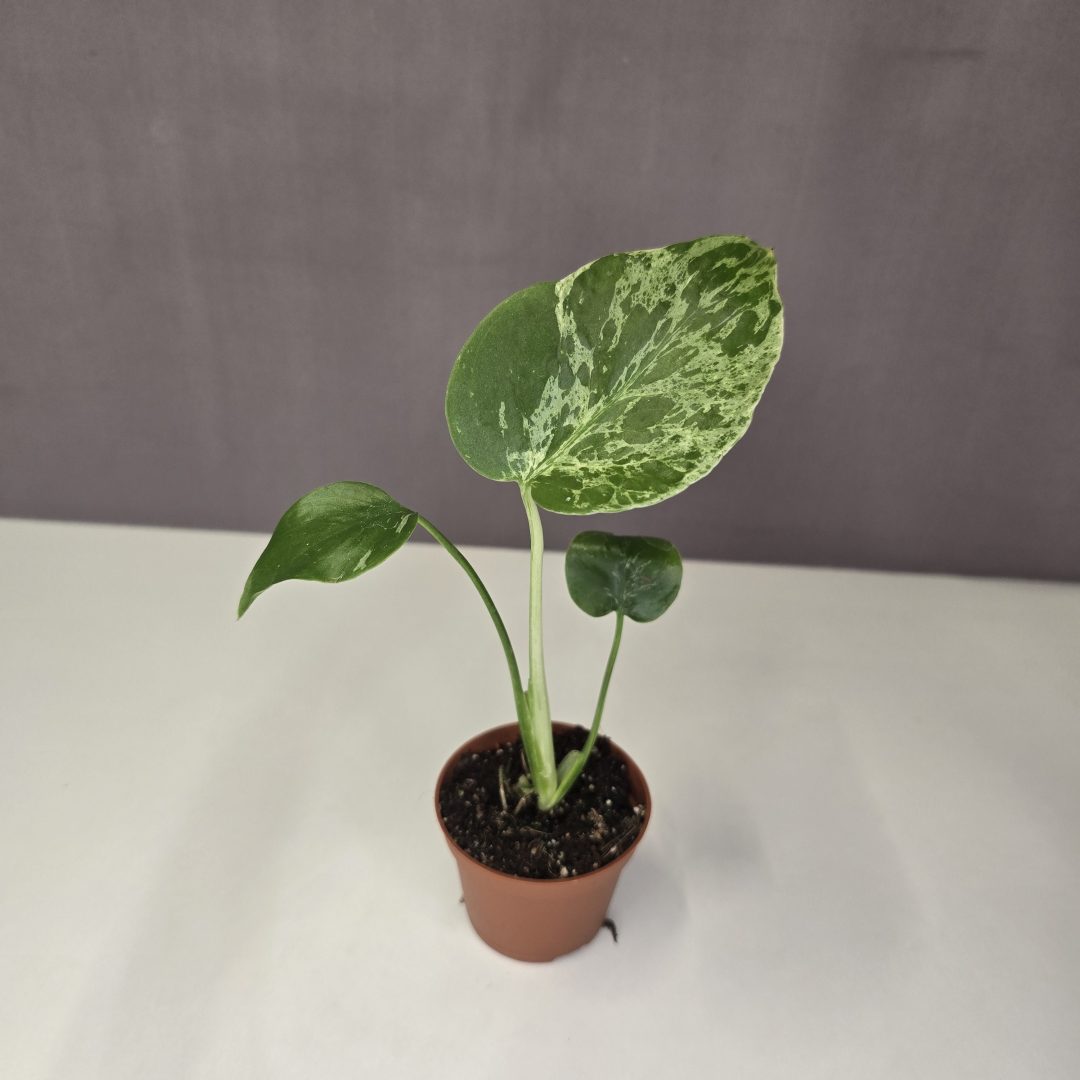 Monstera deliciosa 'Bulbasaur' mini 6/15