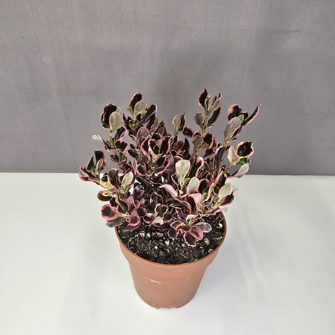 Amerikai tükörcserje - Coprosma repens