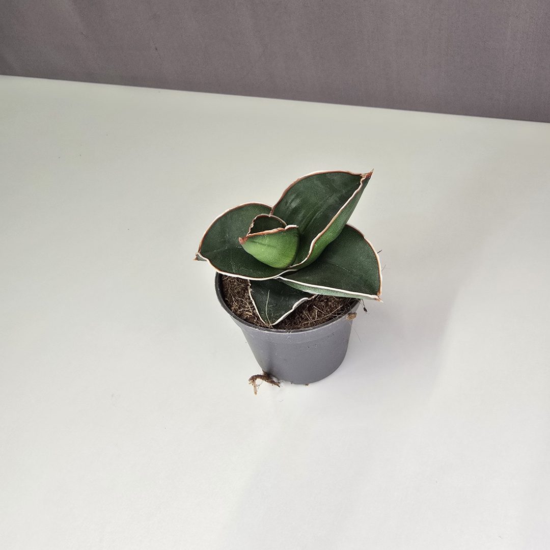 Sansevieria ‘Samurai Dwarf’ mini 6cm