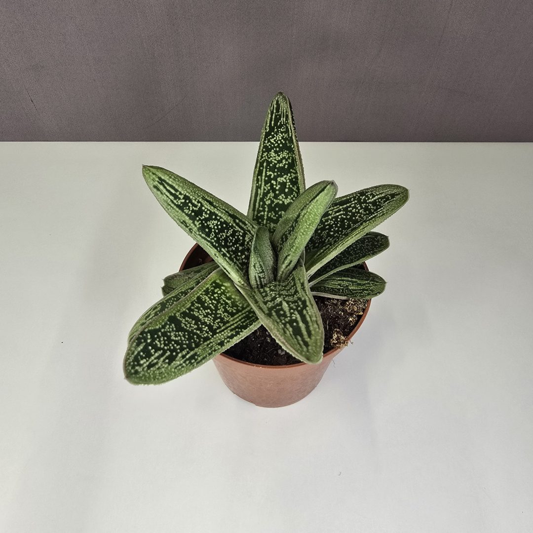 Gasteria 'Little Warty' 9/15