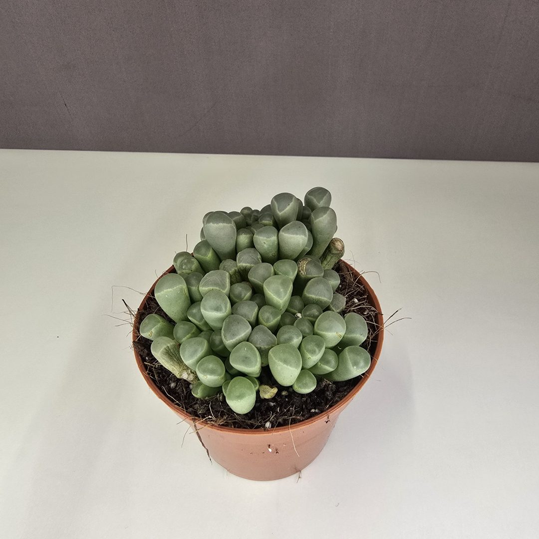 Fenestraria aurantiaca - Fehér ablakvirág 8/10