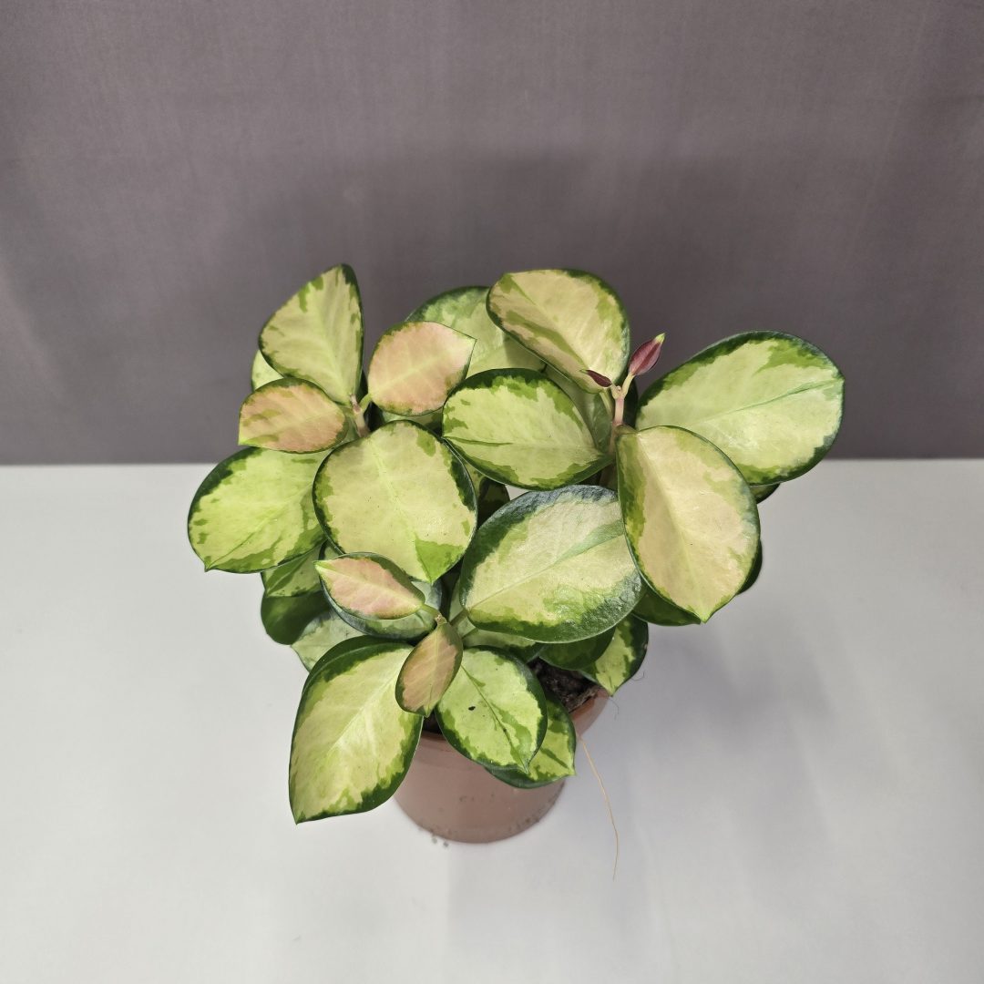 Hoya australis 'Lisa' 12/20