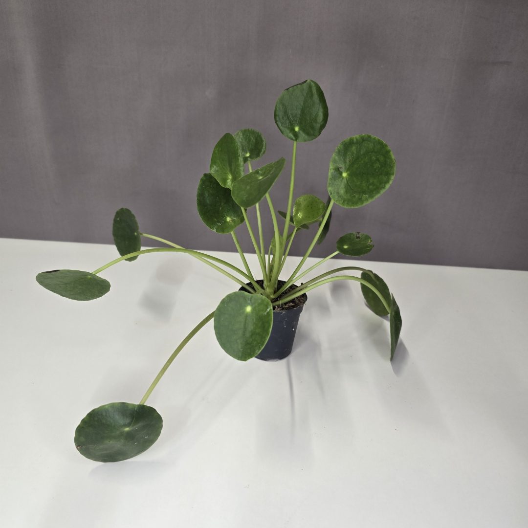 Pénzlevelű pilea mini 7/15