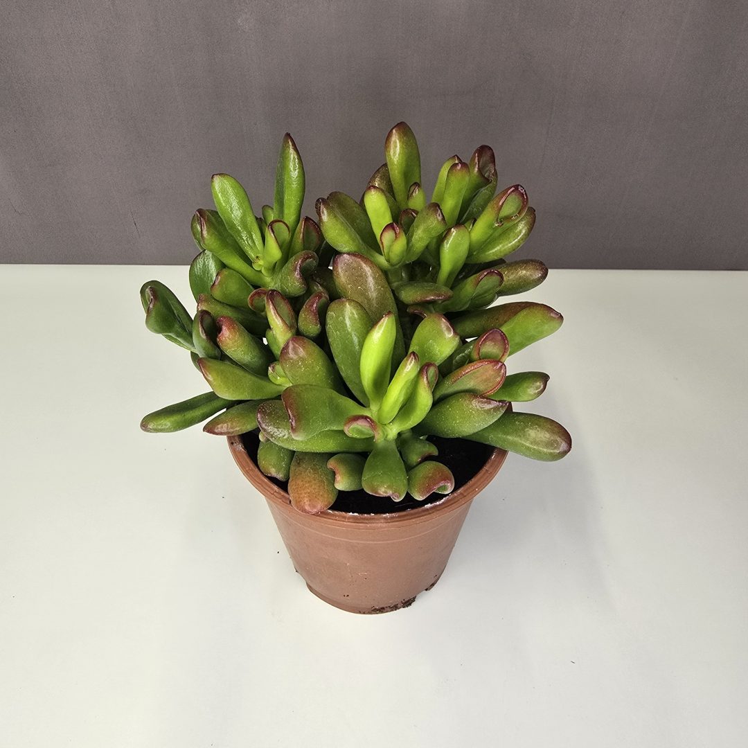 Shrek-fülű pozsgafa - Crassula ovata 'Gollum' 12/25