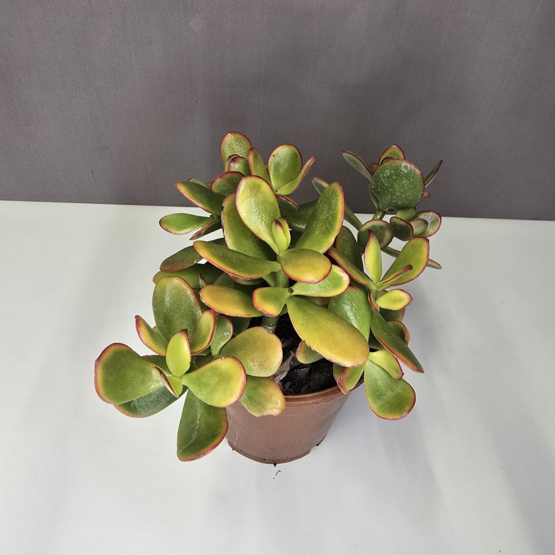 Crassula ovata 'Sunset' 12/25