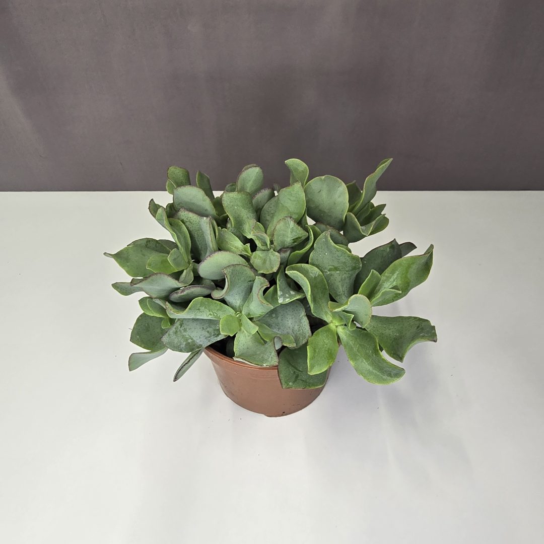 Crassula arborescens undilatifolia 'Curly' 12/25
