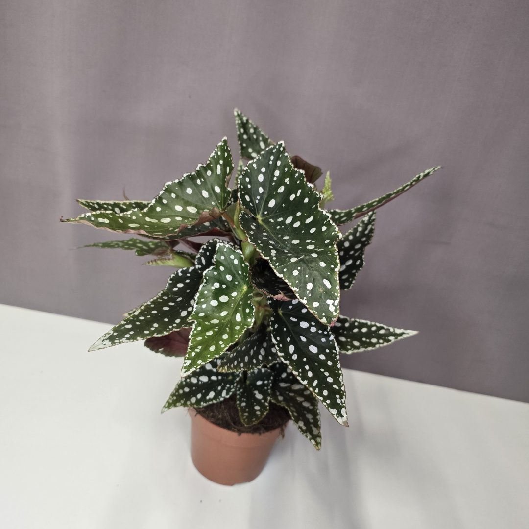 Begonia Maculata 'Spotlight Dark' 12/35
