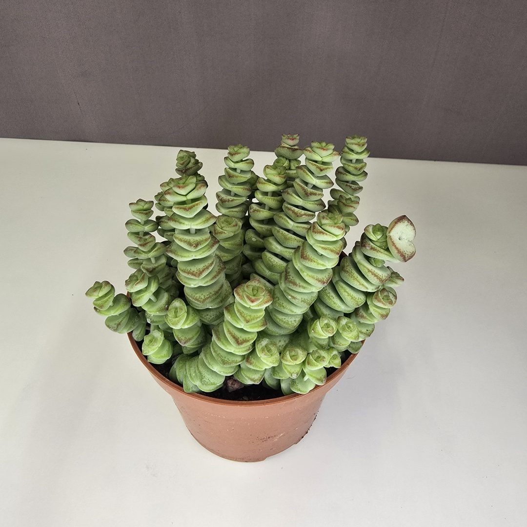 Crassula marnieriana 'Hottentot' 10/20