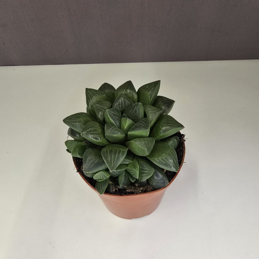 Haworthia cymbiformis 8/10