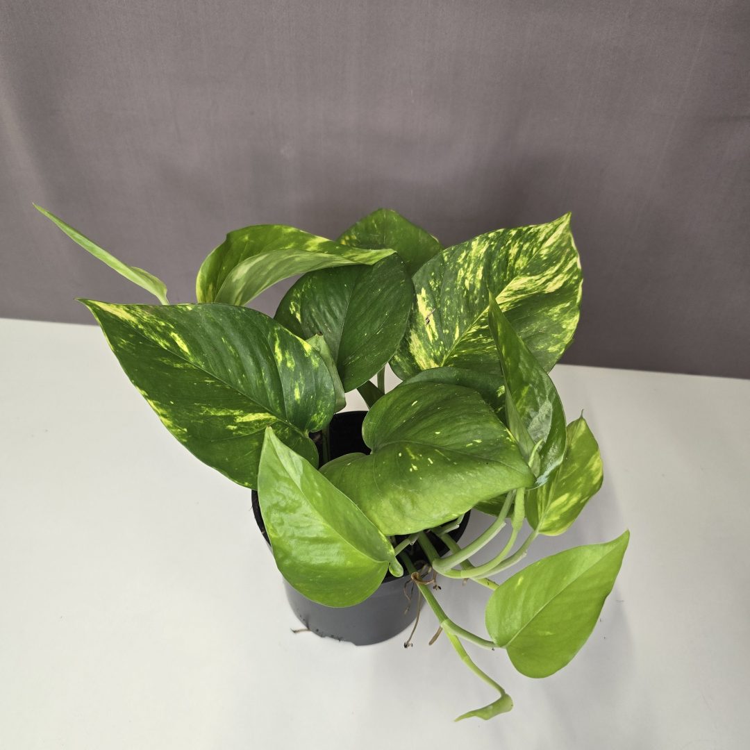 Epipremnum aureum - szobafutóka 12/20