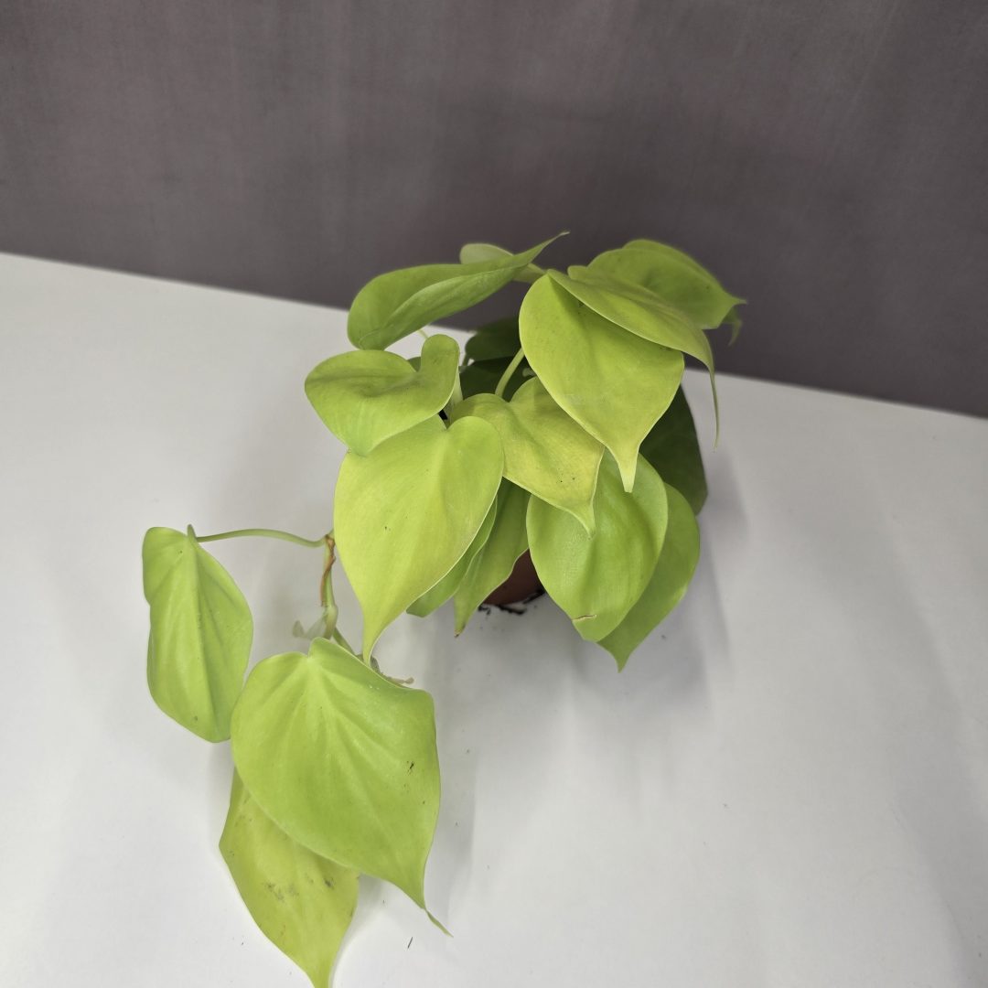 Philodendron scandens ‘Micans Lime’ 10/20