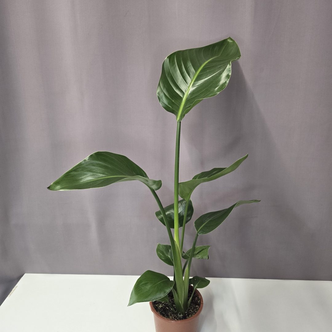 Kék papagájvirág - Strelitzia nicolai 13/50