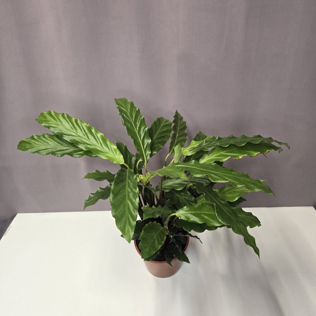 Calathea rufibarba 12/40