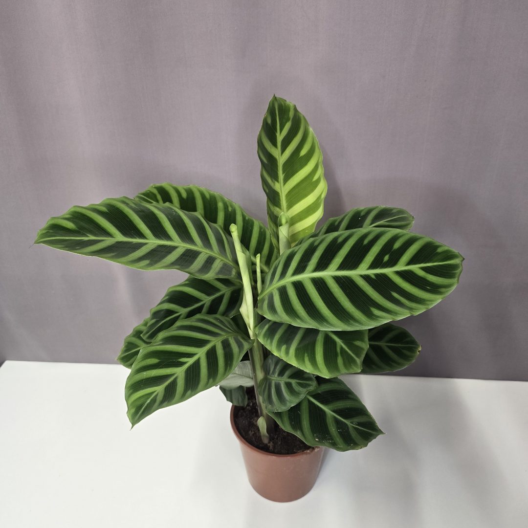 Calathea Zebrina 12/40