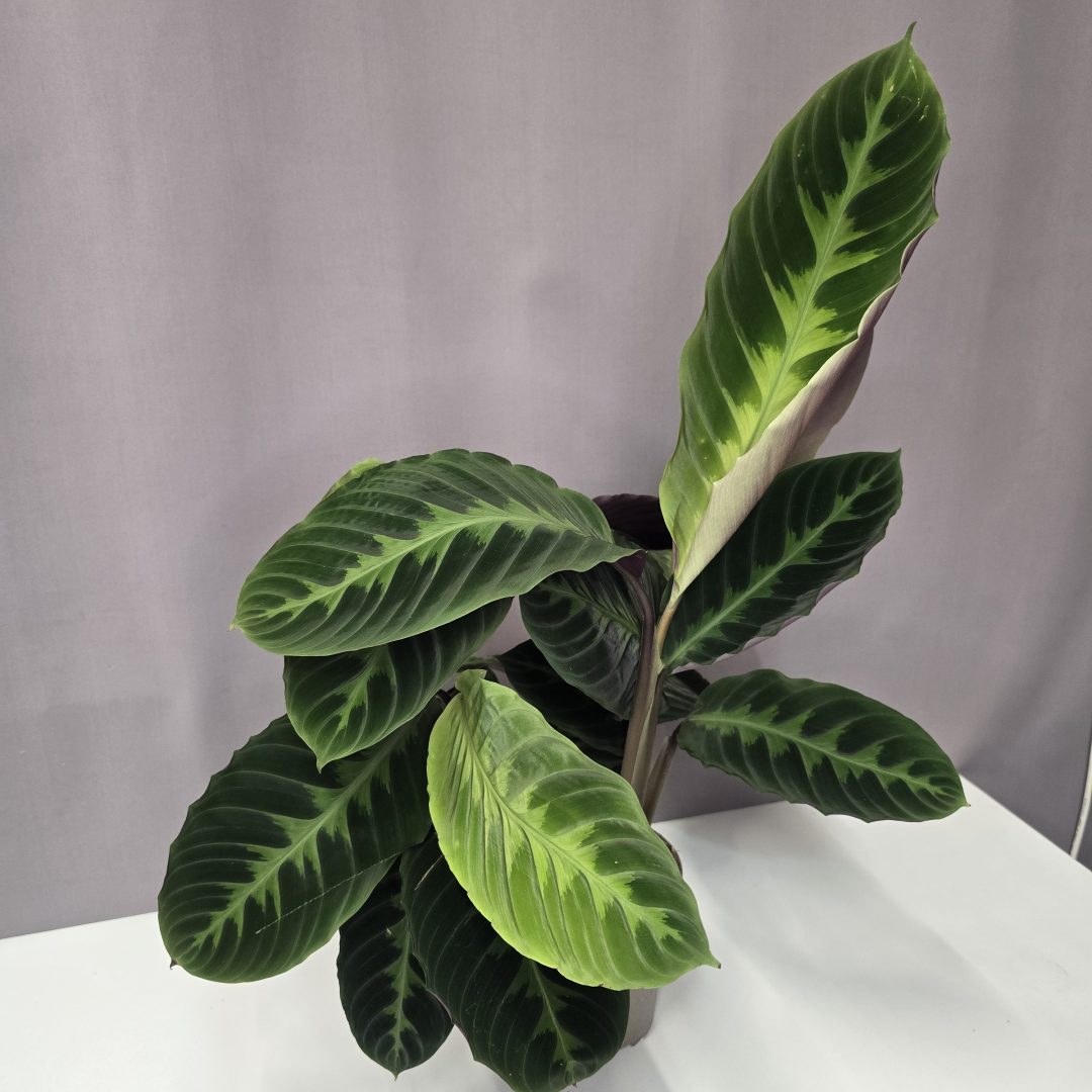Calathea Warscewiczii 12/45