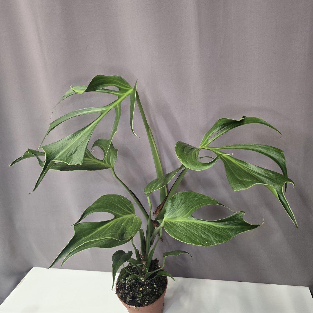 Monstera burle-marx "Flame" 15/50