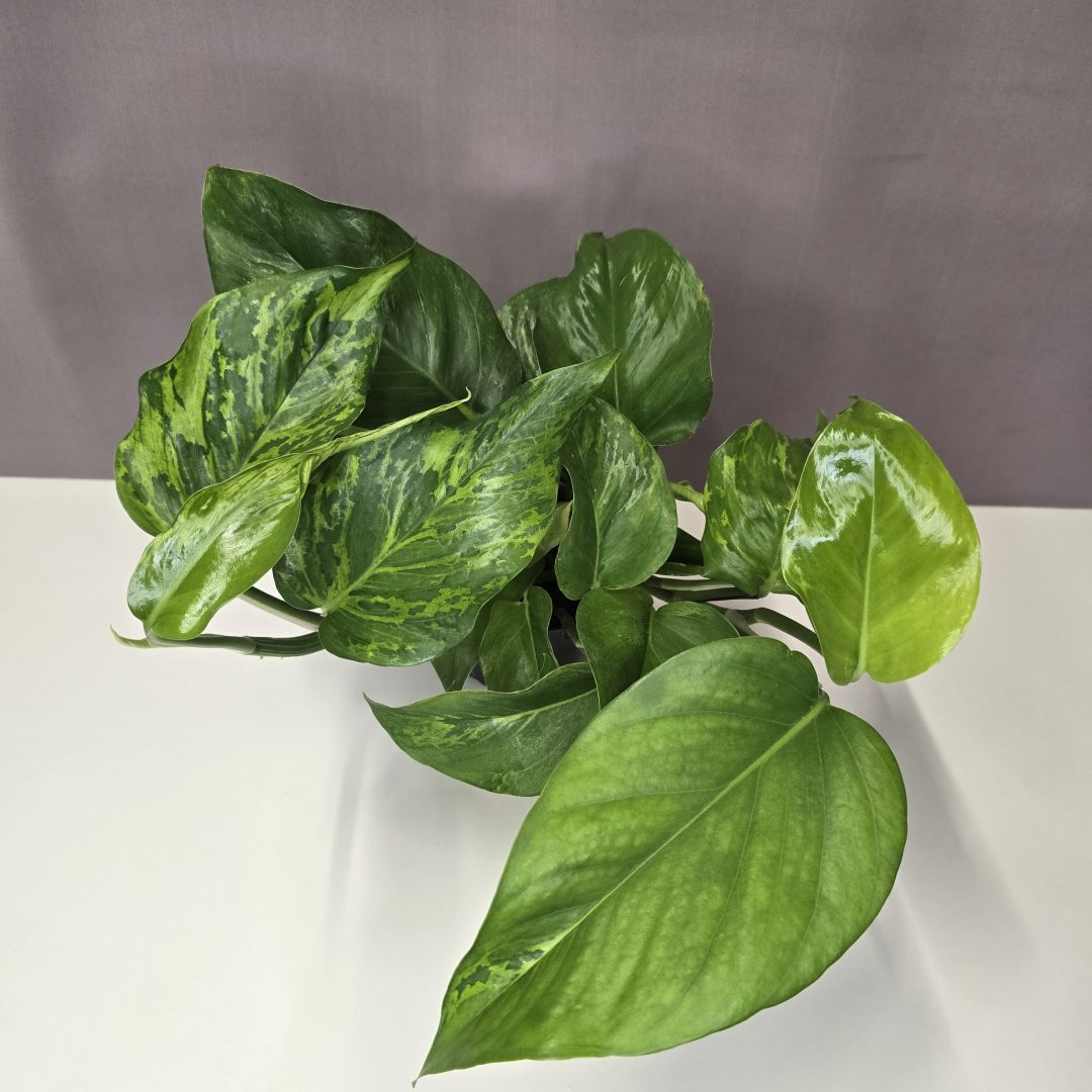 Epipremnum 'Marble Green' 12/30