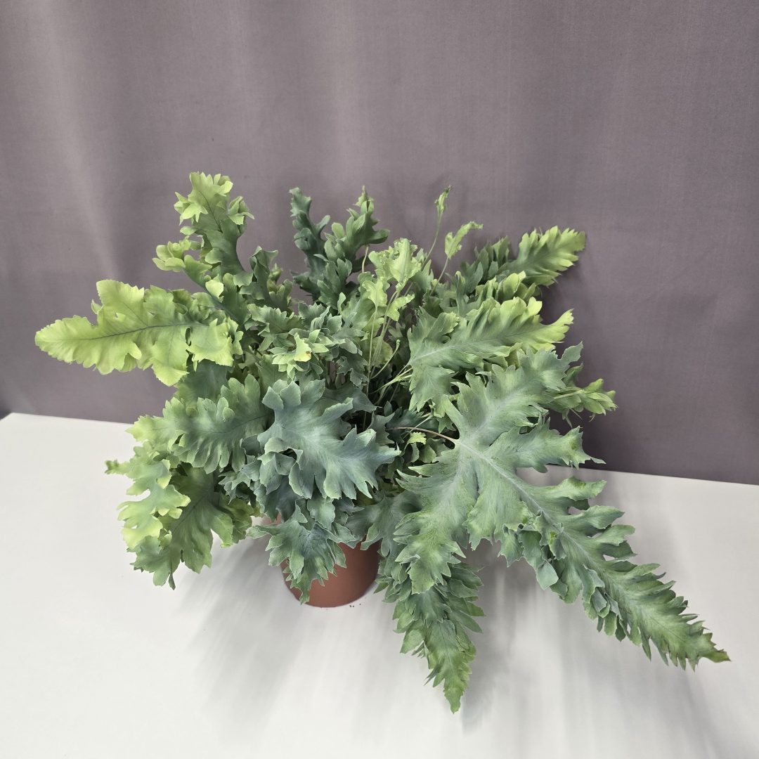 Narancspöttyös páfrány - Phlebodium aureum 'Davana' 12/35