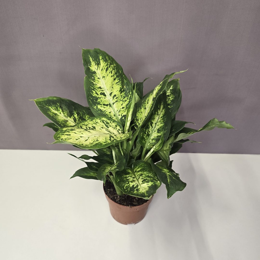Dieffenbachia Sequine 12/30