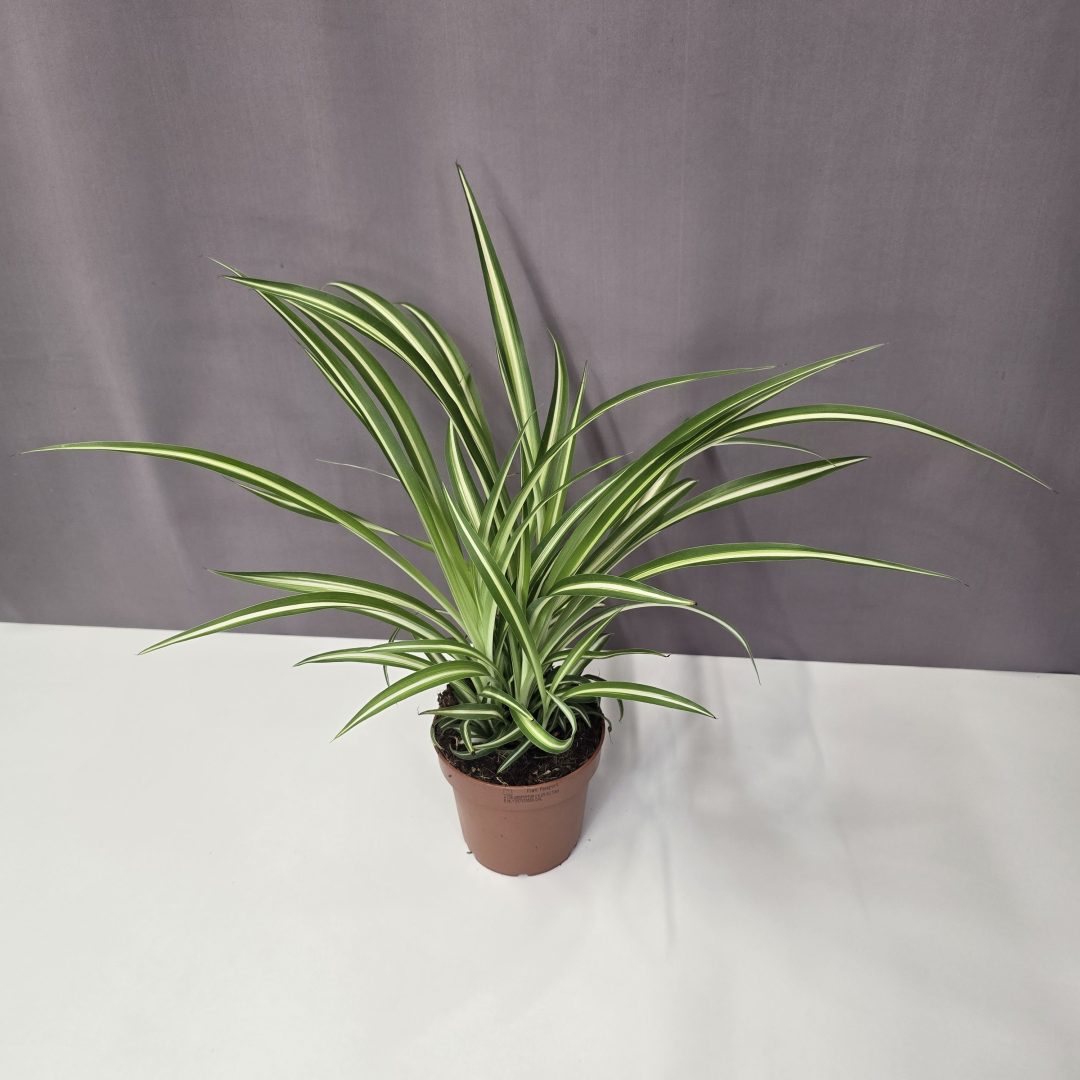 Chlorophytum - Csokrosinda 12/30